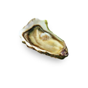 Fine De Bretagne Oyster N2 X 12 Pieces