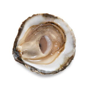 Belon Oyster