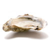 Speciale Cadoret Oyster