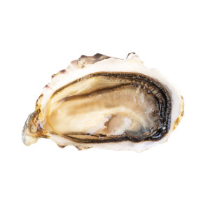 Black Pearl Oysters